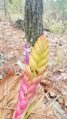 Tillandsia compressa