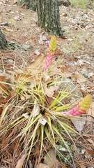 Tillandsia compressa