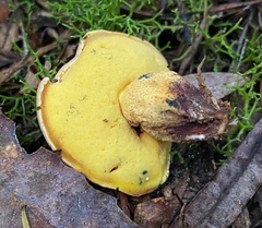 Boletus leptospermi
