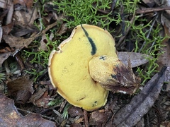 Boletus leptospermi