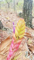 Tillandsia compressa
