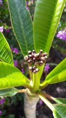 Plumeria acuminata