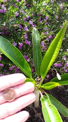 Plumeria acuminata