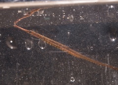 Stigmatopora nigra