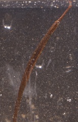 Stigmatopora nigra
