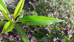 Plumeria acuminata