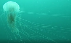 Chrysaora lactea