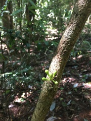 Archidendron ramiflorum