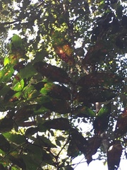 Archidendron ramiflorum