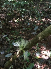 Archidendron ramiflorum