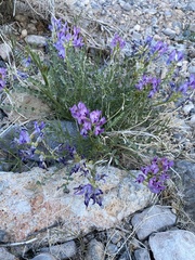 Astragalus beckwithii