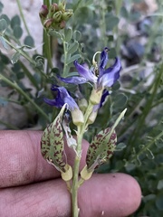 Astragalus beckwithii