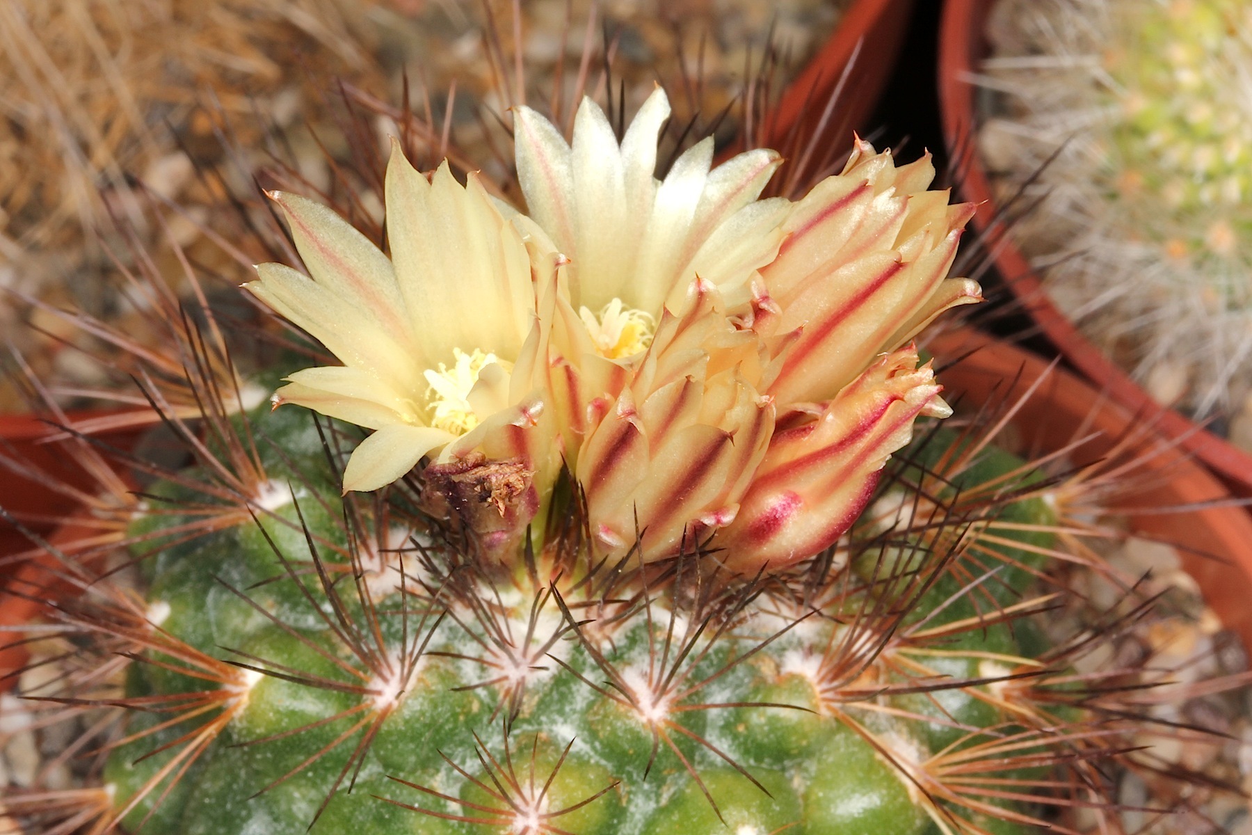 Acharagma aguirreanum