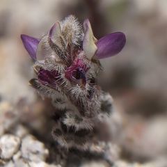 Lupinus concinnus optatus