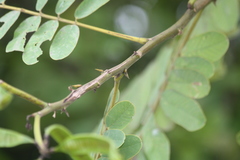 Senna alata