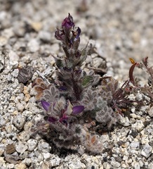 Lupinus concinnus optatus