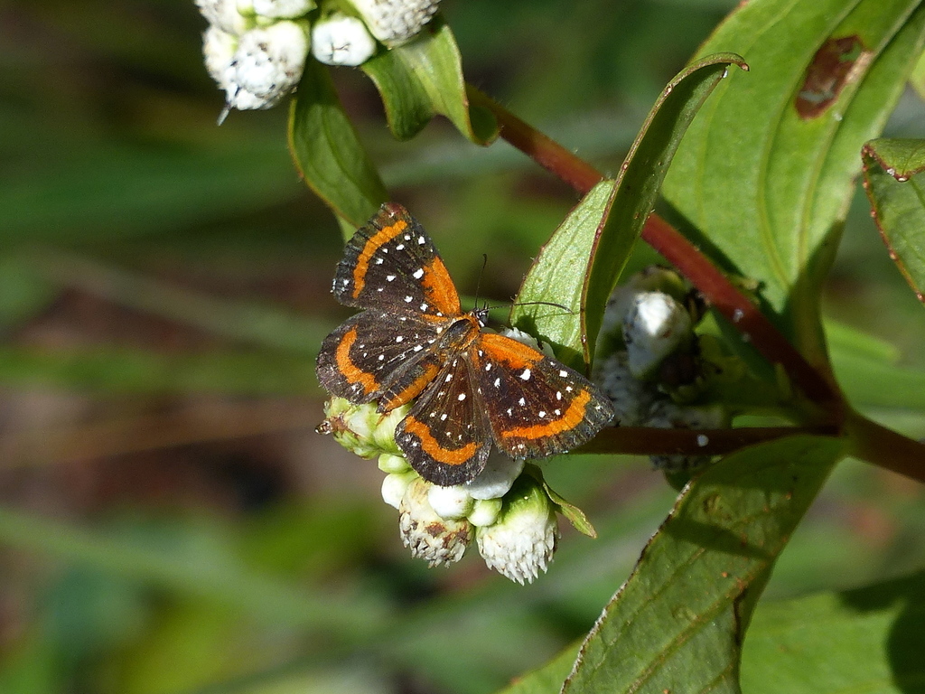 Lemonias stalachtioides
