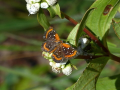 Lemonias stalachtioides