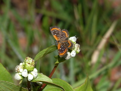 Lemonias stalachtioides