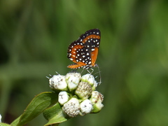 Lemonias stalachtioides
