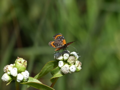 Lemonias stalachtioides