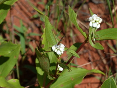 Lemonias stalachtioides