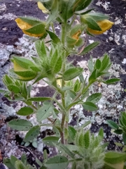 Ononis pubescens