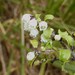 Gaultheria antipoda - Photo (c) Maurice, algunos derechos reservados (CC BY-NC), uploaded by Maurice