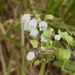 Gaultheria antipoda - Photo (c) Maurice, osa oikeuksista pidätetään (CC BY-NC), lähettänyt Maurice