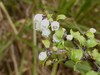 Bush Snowberry - Photo (c) Maurice, some rights reserved (CC BY-NC), uploaded by Maurice