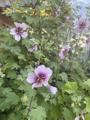 Malva subovata bicolor