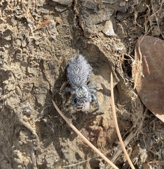 Phidippus asotus