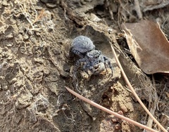 Phidippus asotus