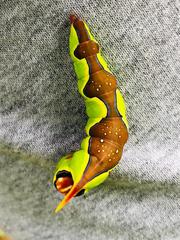 Papilio garamas