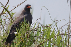 Rostrhamus sociabilis