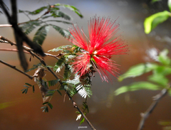 Calliandra tweediei