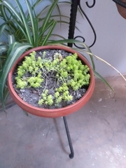 Sedum