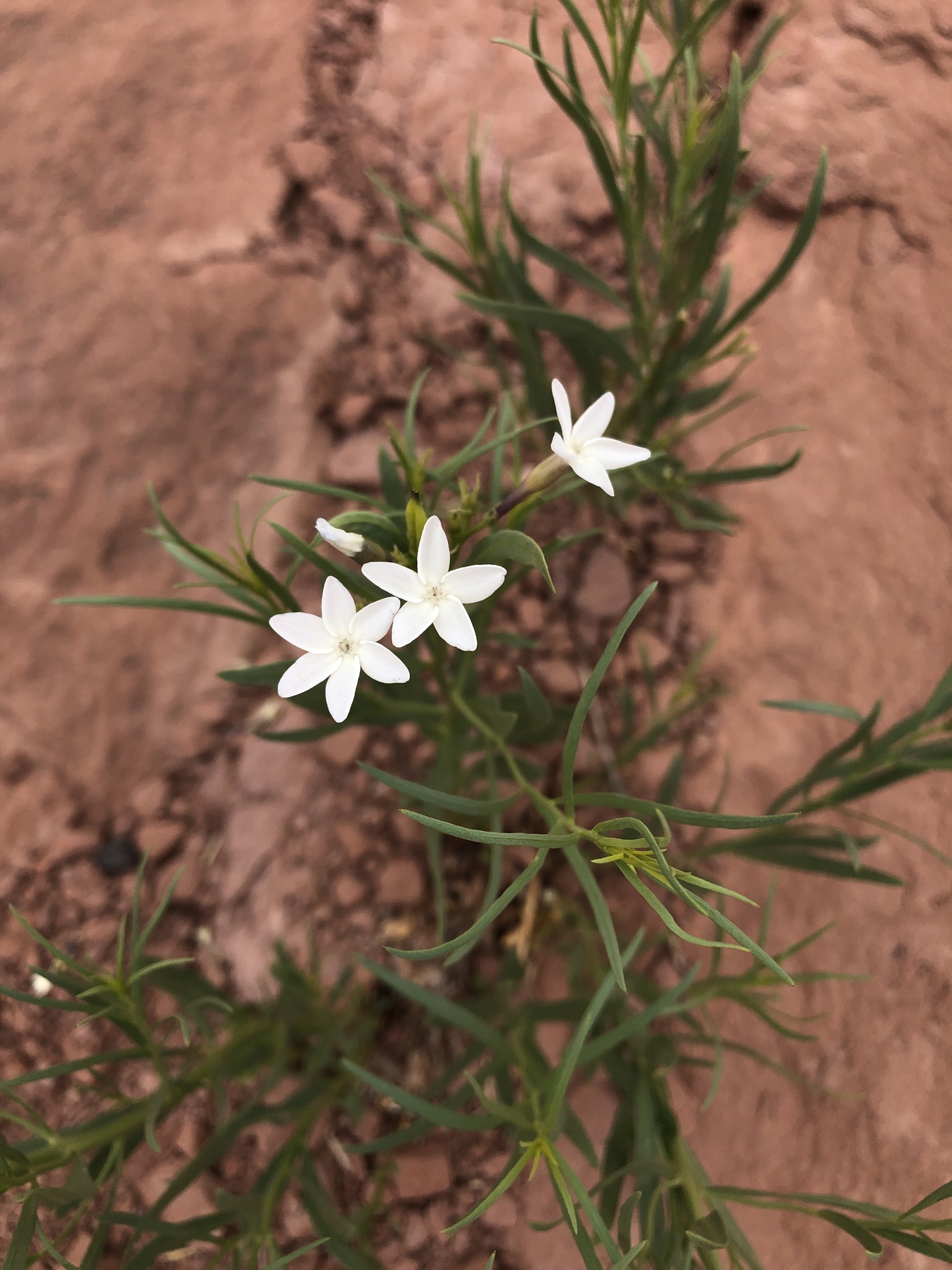 Amsonia peeblesii