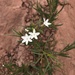 Amsonia peeblesii - Photo (c) Jeny Davis, algunos derechos reservados (CC BY-NC-ND), subido por Jeny Davis