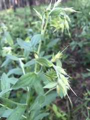 Lithospermum virginianum