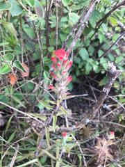 Castilleja arvensis