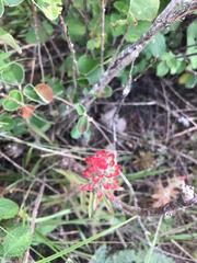 Castilleja arvensis