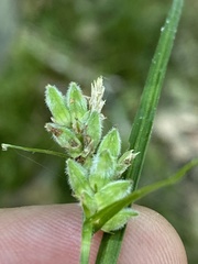 Carex dasycarpa