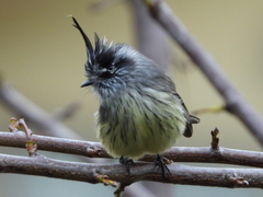 Anairetes parulus parulus