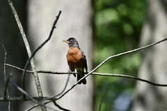 Turdus migratorius