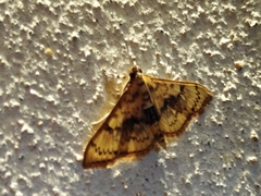 Diacme elealis