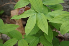 Polygonatum pubescens