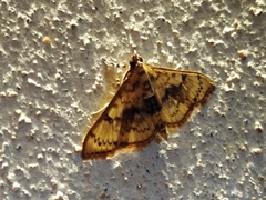 Diacme elealis