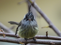 Anairetes parulus parulus