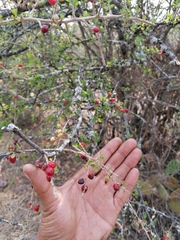 Condalia velutina